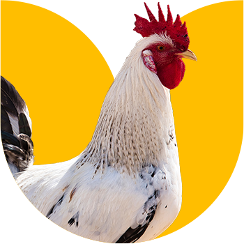 Photo of a chicken on a colored background