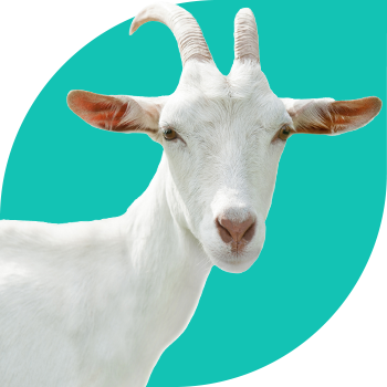 Photo of a goat on a colored background