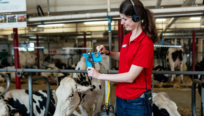 A young person wearing headphones stands in a dairy barn. Black and white holsteins are seen in the background.