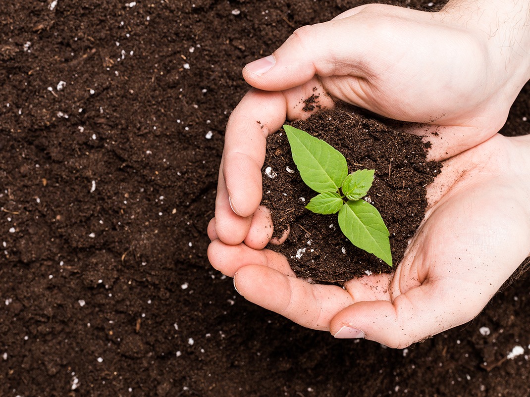 Two hands scoop a handful of soil from a pile. Inside the handful is a small sprouting plant with four leaves.