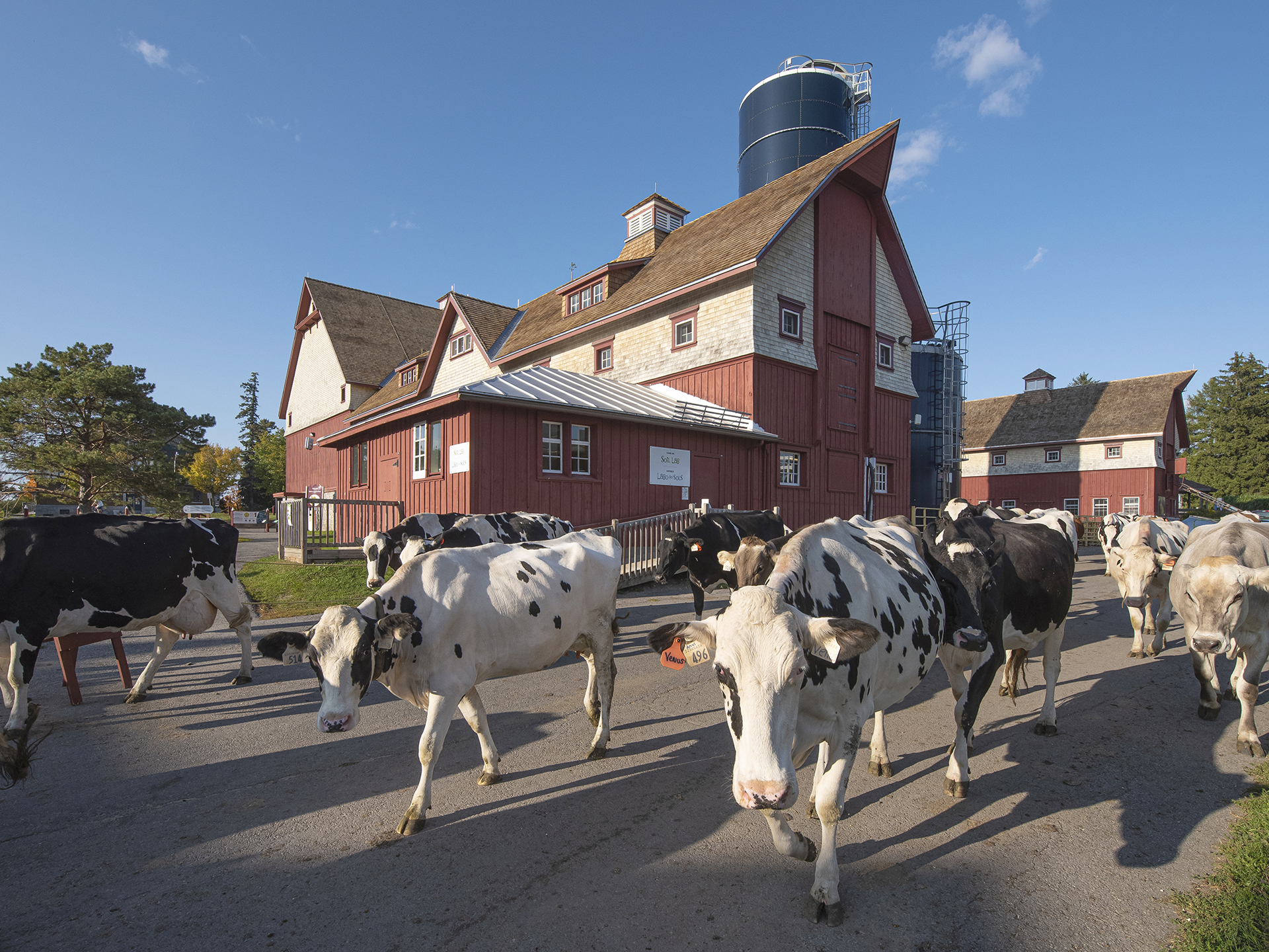 A dozen Holstein cows walk along a paved road. In the background there is a historic red barn with a blue silo.