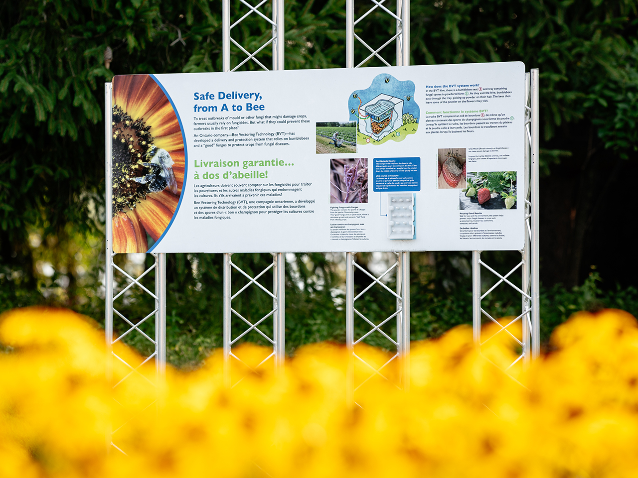 Panneau d'exposition horizontal comportant une image d'une abeille sur une fleur, un texte et plusieurs images plus petites. Au premier plan de l'image se trouvent des fleurs jaunes floues.