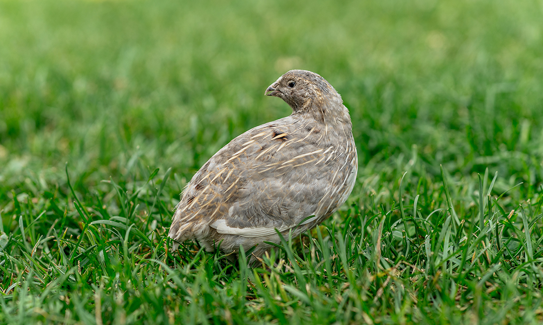 Une petite caille grise est assise dans l'herbe. L'oiseau a des plumes grises rayées de beige et de blanc.