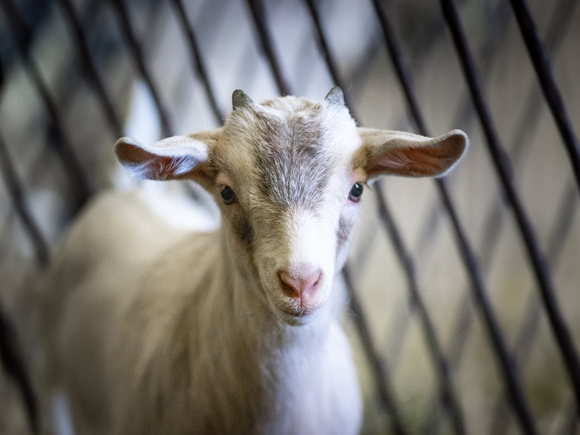 Une petite chèvre blanche et grise aux longues oreilles.