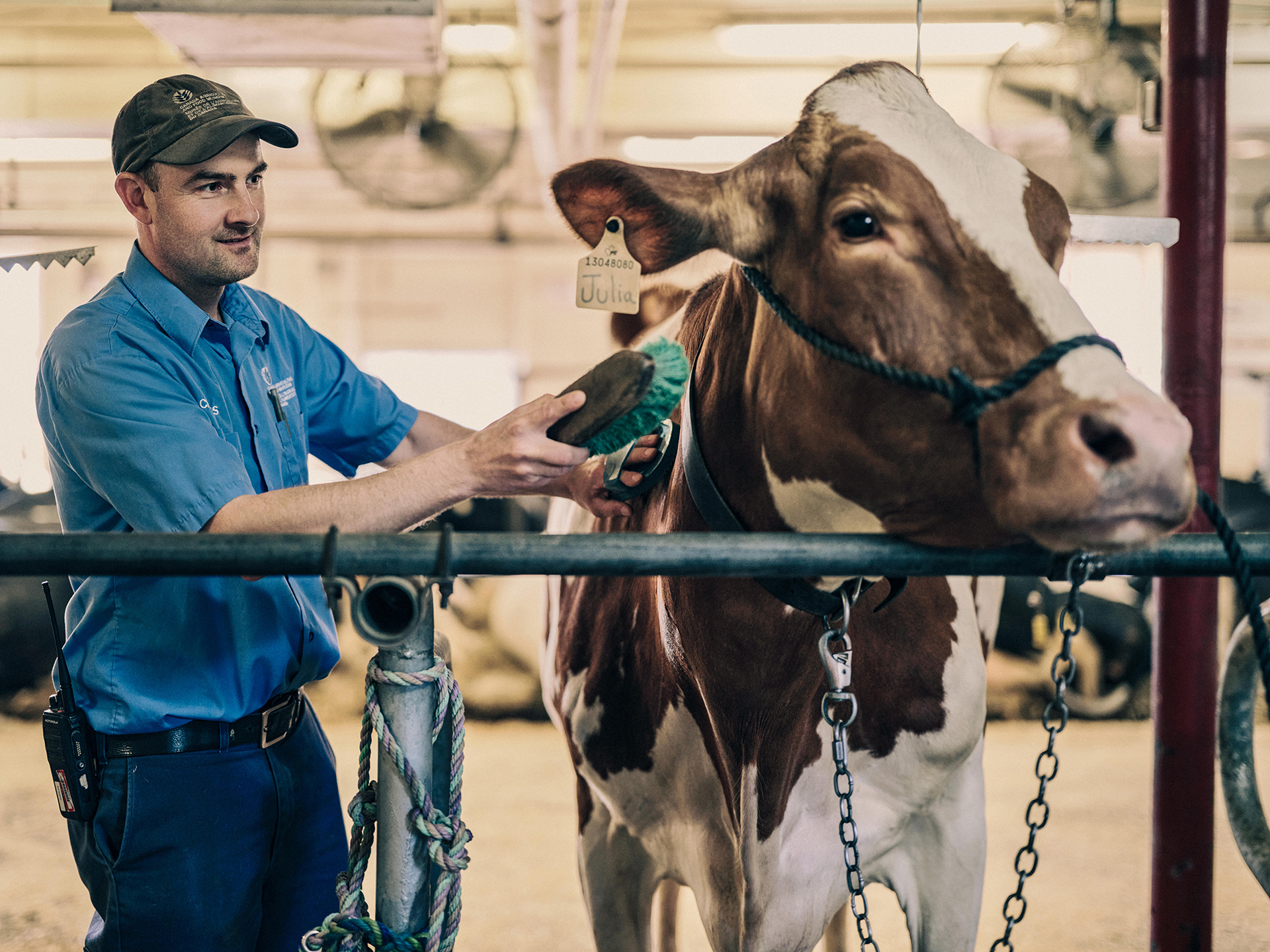 A herdsperson with a ball cap and a blue collared shirt brushes a brown and white cow.