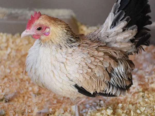 Petite poule beige avec des plumes noires à la base de son cou et à l'extrémité de ses ailes et de sa queue.