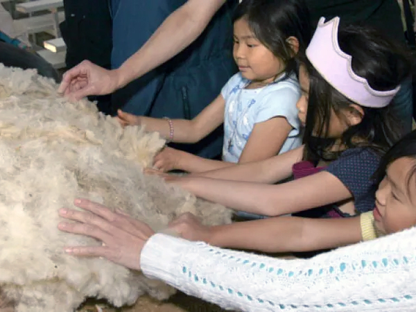 Les jeunes enfants tendent la main pour toucher la laine blanche.