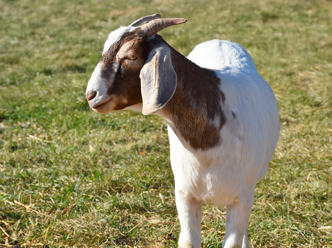 Gros plan du visage d'une chèvre avec des cornes, des oreilles pendantes et de longs poils blancs et bouclés.