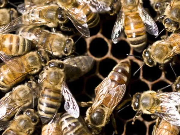 Gros plan d'abeilles sur un nid d'abeilles