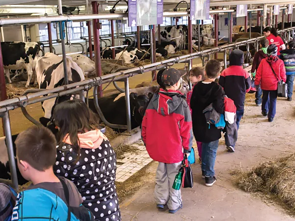 De jeunes écoliers traversent une étable de vaches laitières.