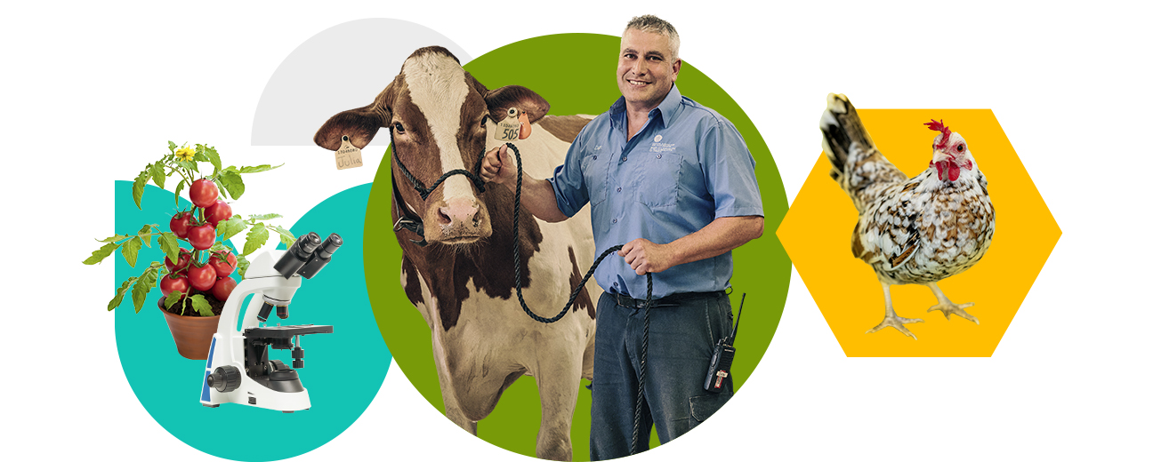 A colourful collage of shapes and photos. At the centre in a green circle there is a photo of a person holding the lead of a brown and white spotted dairy cow. To the left there is a teal tulip shape with a tomato plan and a microscope. To the right there is a yellow hexagon with a mottled chicken.