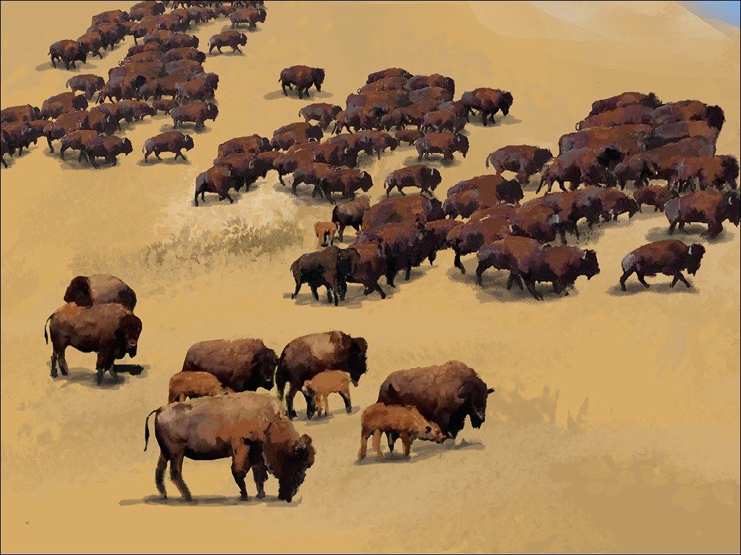 Troupeau de bisons