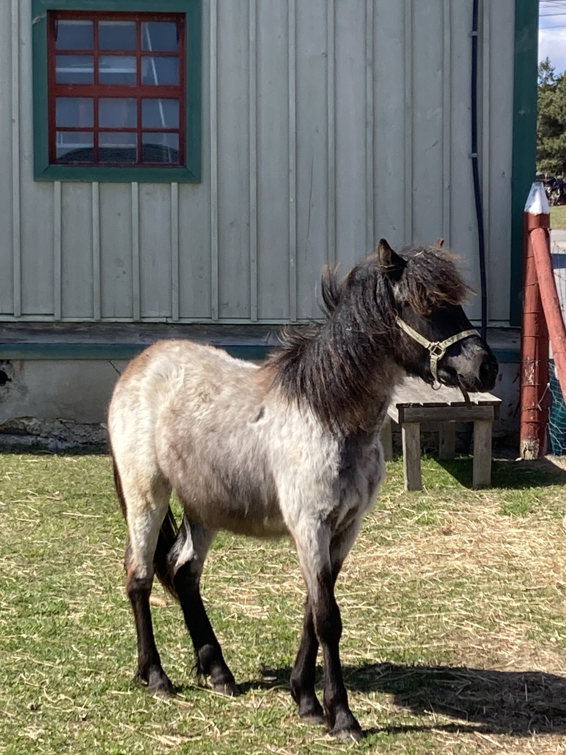 un poney de Terre-Neuve