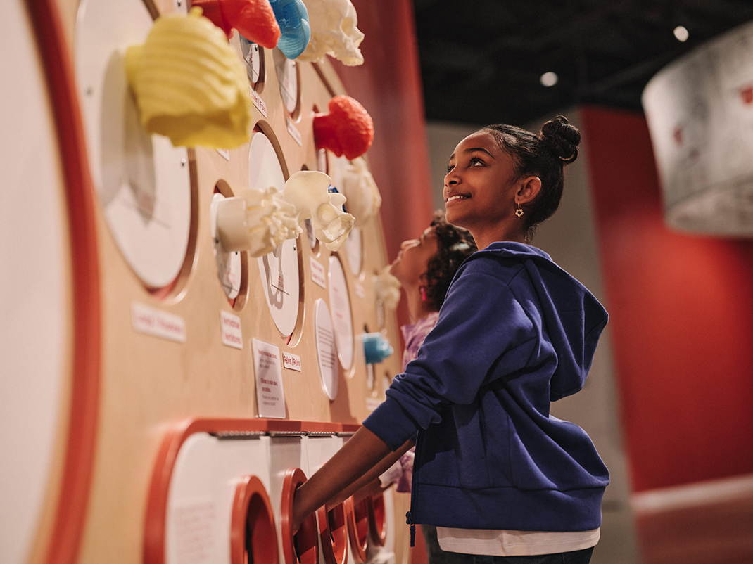 A child explores a museum exhibit displaying colorful, 3D-printed anatomical models on a wall. She smiles as she interacts with the display.