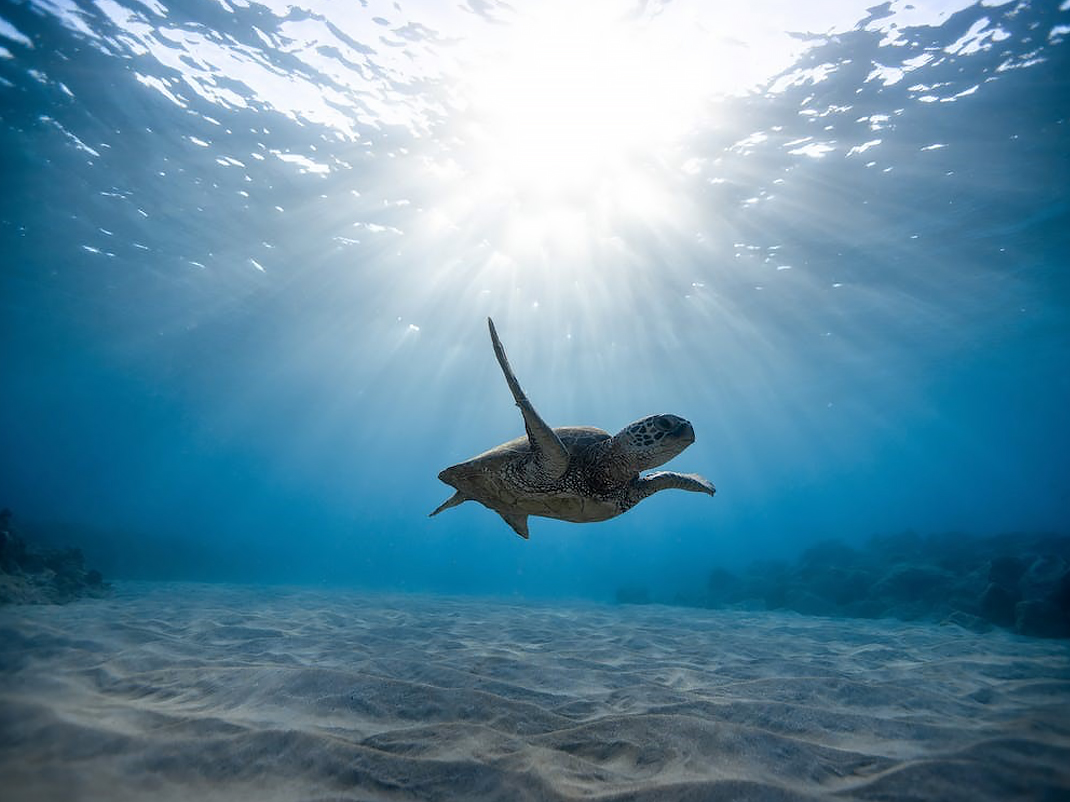 Une tortue de mer nage près du fond de l'océan. Le soleil brille à travers l'eau au-dessus.