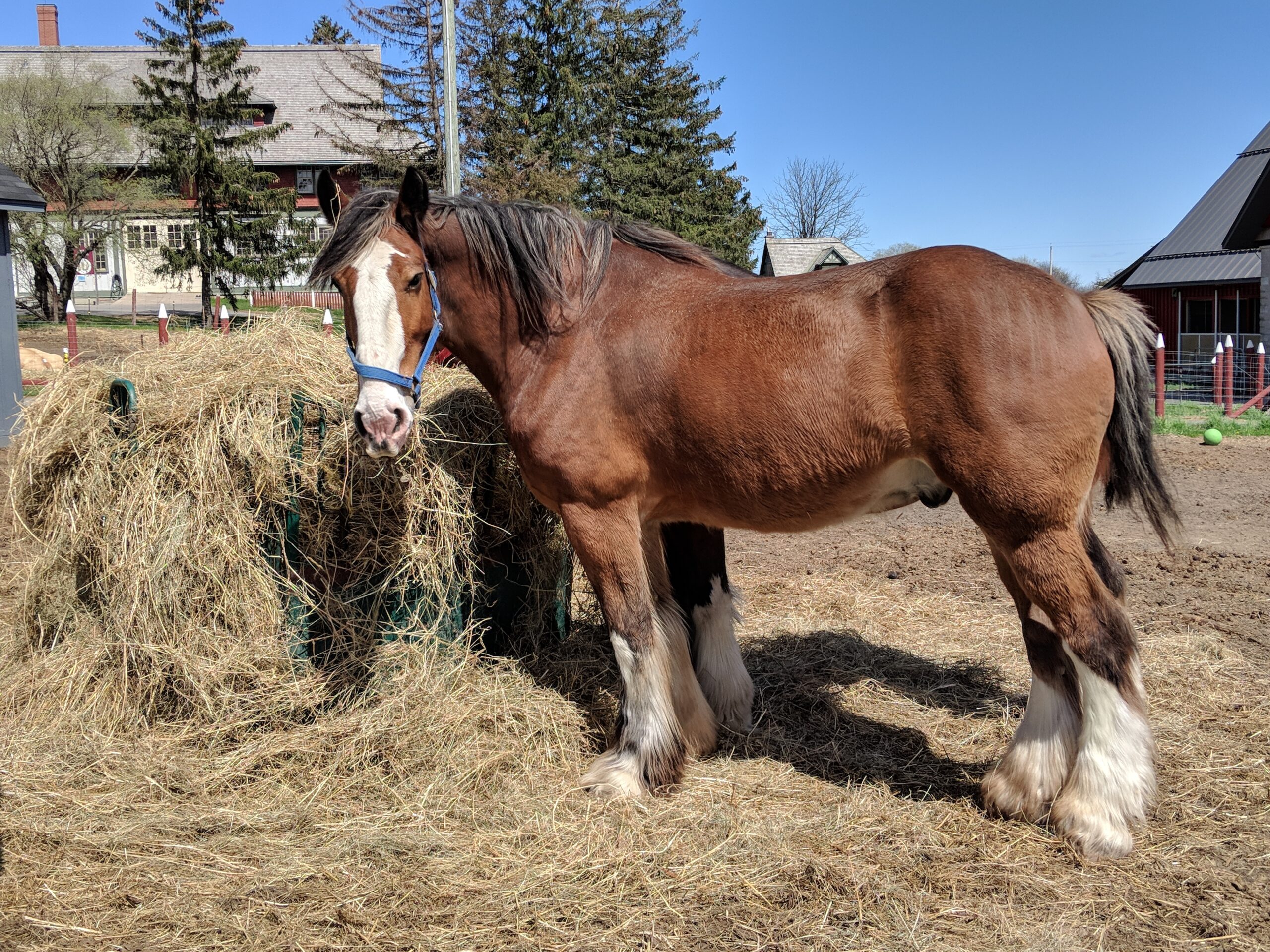 A brown horse stands next to a pile of hay in an outdoor setting.