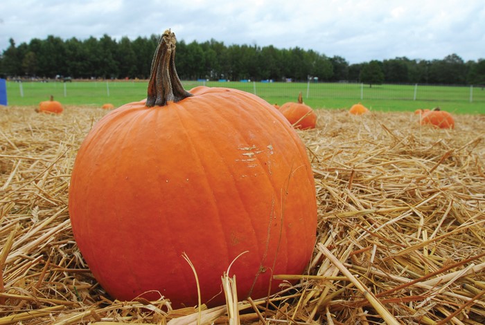 photo d'une citrouille dans un champ de citrouilles