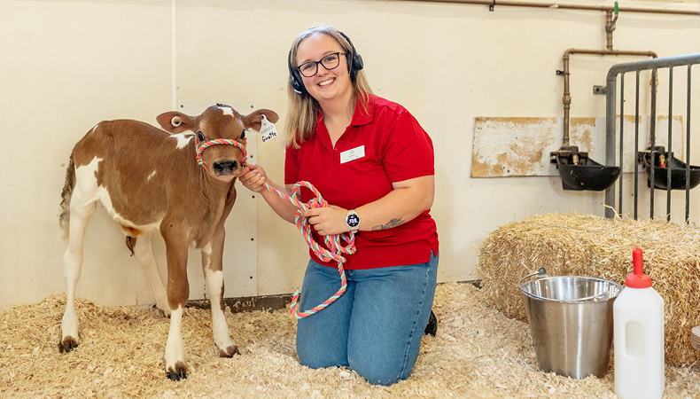 A museum staff member kneels beside a young brown and white calf in a barn setting. The staff member is wearing a red shirt, blue jeans, and a headset while smiling at the camera. She is holding a colorful rope attached to the calf. Straw bedding and barn equipment are visible in the background.