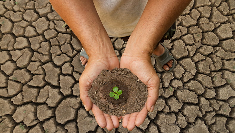 Downward view of a person holding soil in their hands with a small plant sprouting from it. The ground below them is dry and cracked.