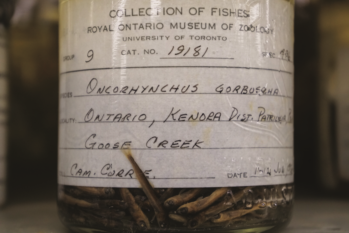 A well-used jar with a label that says "Oncorhynchus Gorbusha. Ontario Goose Creek".