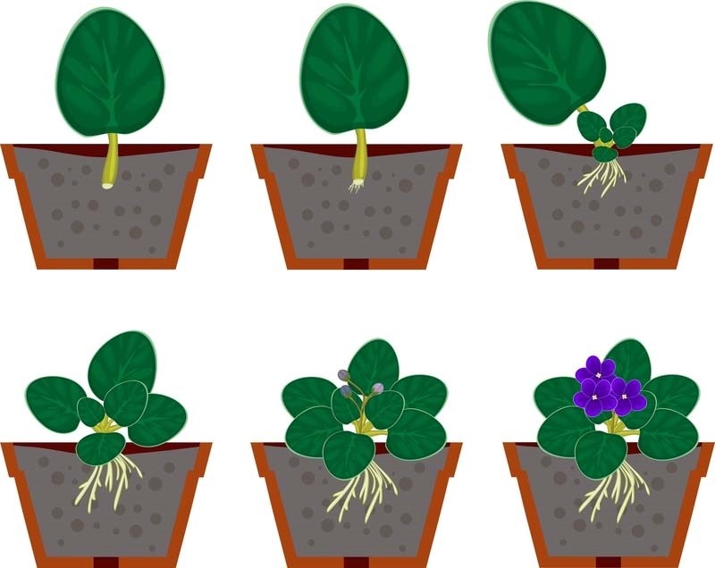Six hand drawn images of potted plants which show the evolution of a plant with a green leaf to a fully flowering plant with purple flowers.