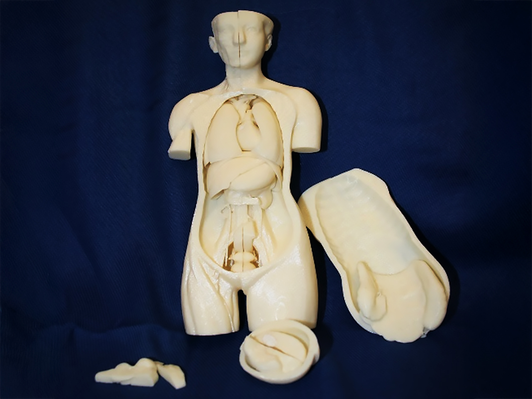 A 3D model of a human torso on a dark blue background. The model shows the 3D-printed components of the lungs, diaphragm, heart, stomach, liver and intestines.