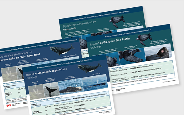 Aquatic Species At Risk ID cards on grey background.