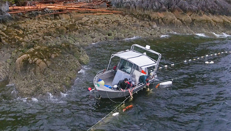 A photograph taken from an aerial view shows a small fishing boat along the coast of a rocky shoreline. A man in a black raincoat leans over the edge of the boat to pull in a line from the water; you can faintly see large pieces of kelp attached to the line, under the surface of the water.