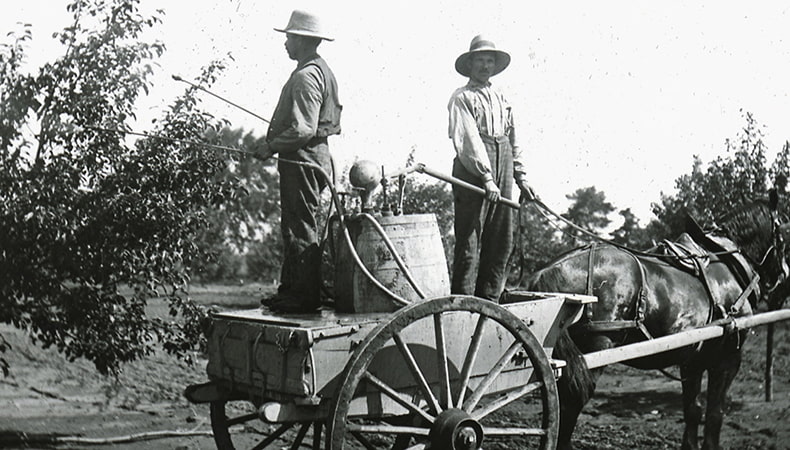 historical black and white image of two men spraying apple trees for pests