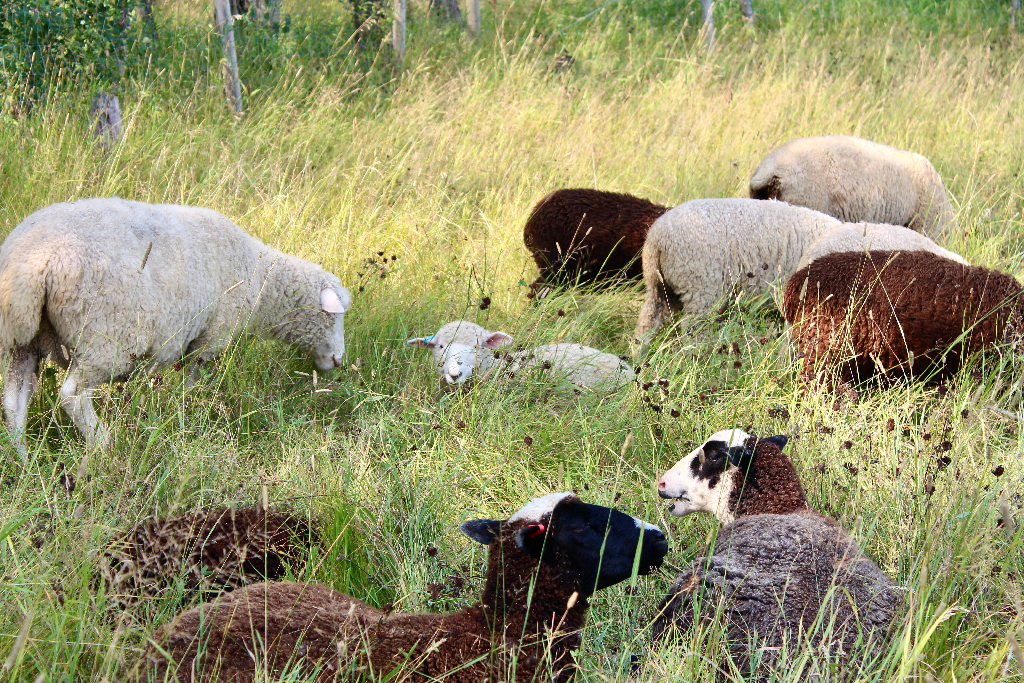 The flock of sheep at Fiola Farm grazes in the meadow. Some sheep stand, while others lie in the shade.