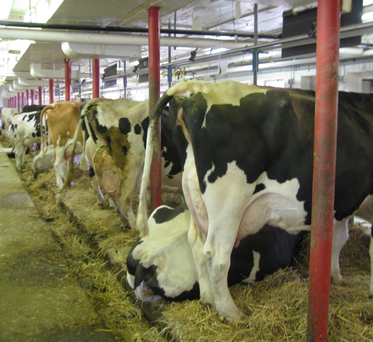 A photo showing the rear end of cows and the conveyer system that removes manure and other waste.