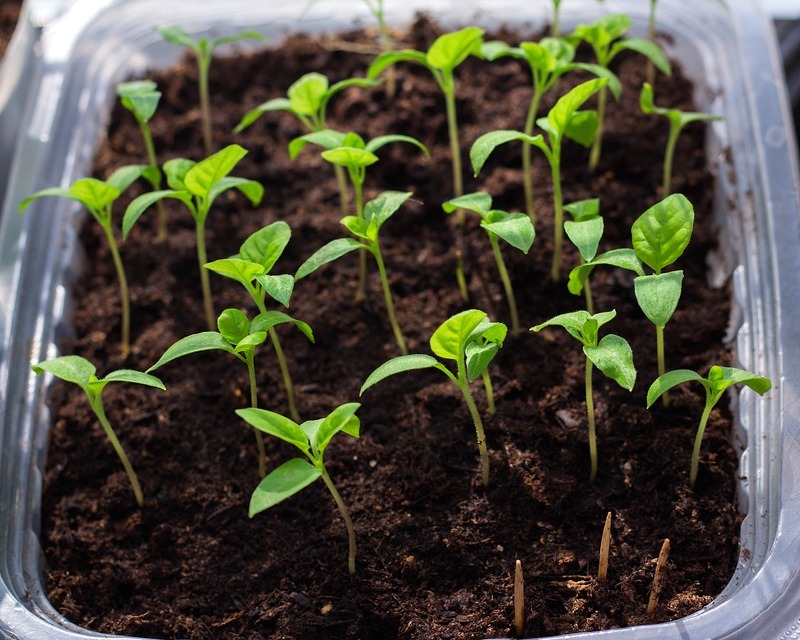 Small green plants sprouting out of dark earth