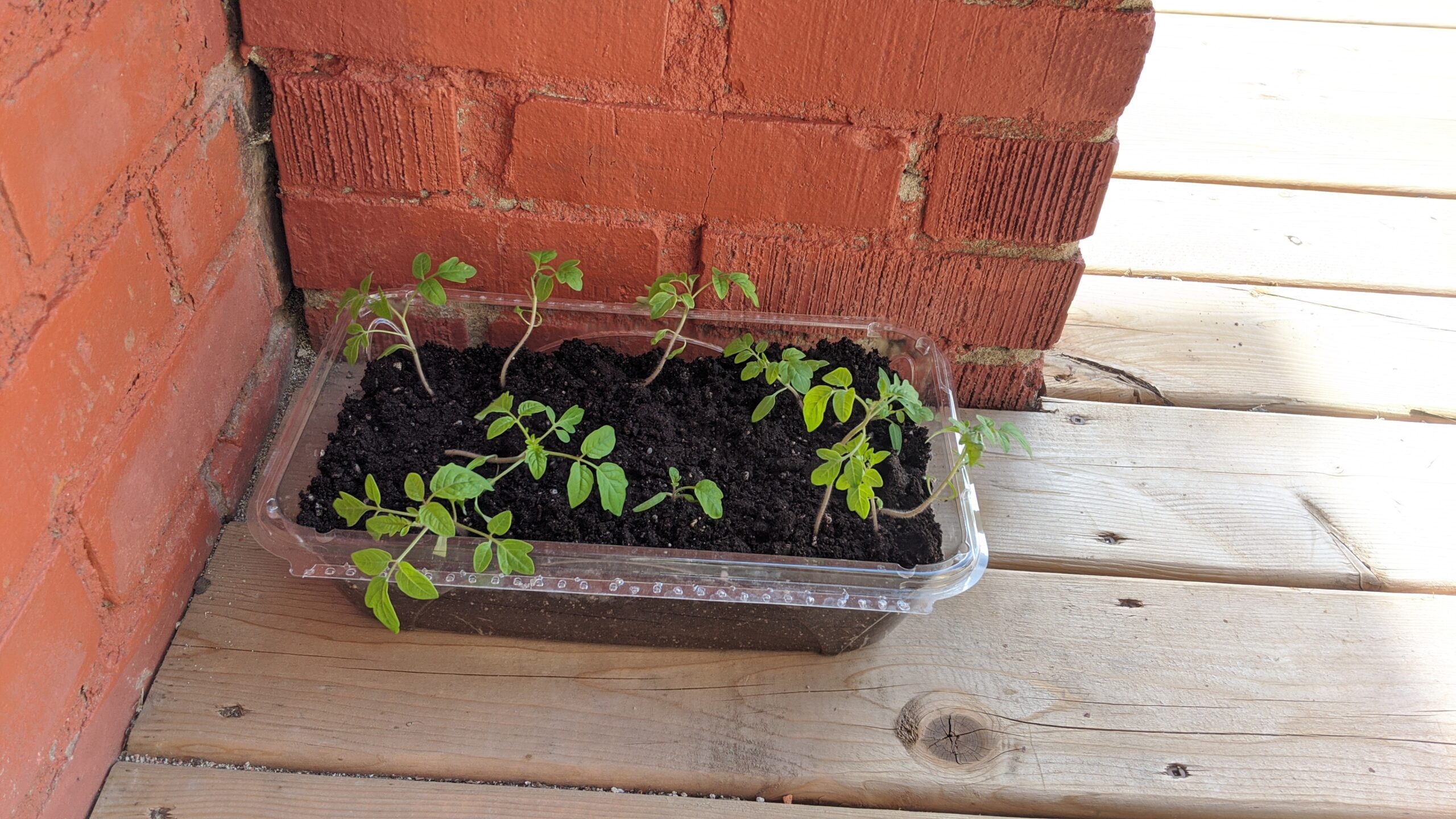 A container of small green seedlings