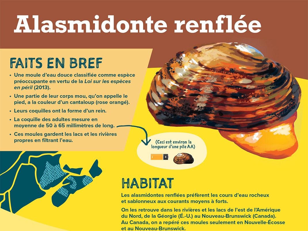 Affiche informative sur le Brook Floater, une espèce de moule d'eau douce. L'affiche comporte une grande illustration de la moule, avec une coquille brun foncé striée et un « pied » rose orangé qui s'étend vers l'extérieur. Une image comparative montre que la longueur de la moule est à peu près équivalente à celle d'une pile AA.